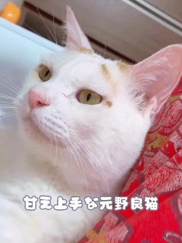 猫の顔