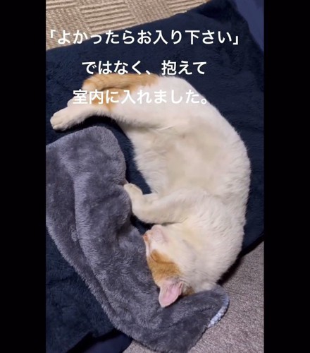 横向きで寝る猫