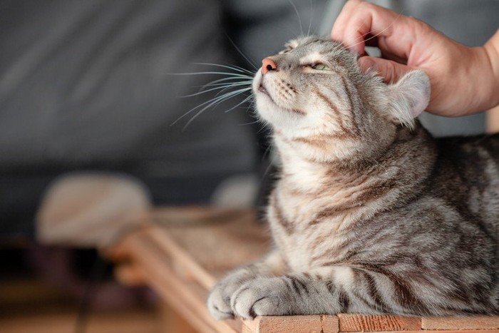 頭をなでられる猫