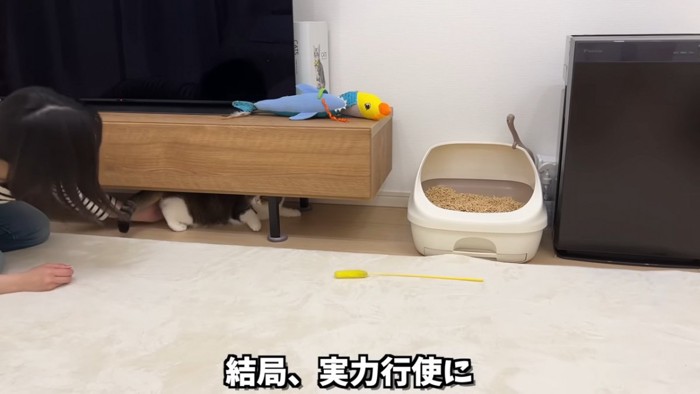 お尻を押される猫