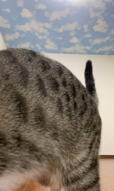 カメラの前に座る猫