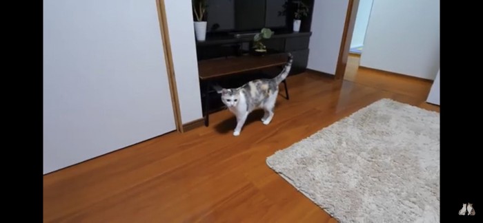 なにかを見つめる猫