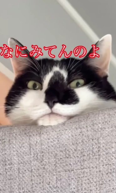 なにみてんのよ猫アップ