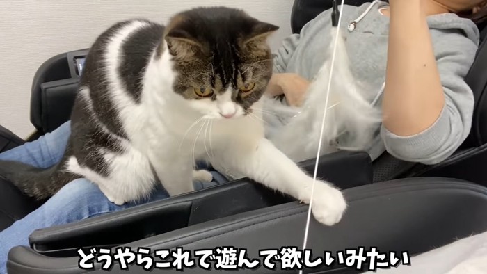 立ち耳の猫とおもちゃ