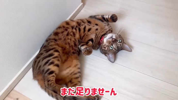 仰向けに寝る猫