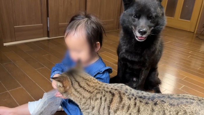 子供を取り囲む犬猫