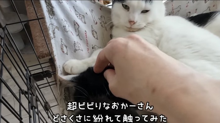 母猫を撫でる