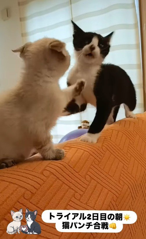 猫パンチをし合う子猫たち