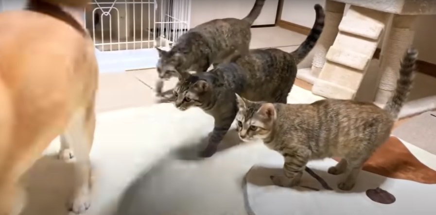 3匹のキジトラ猫