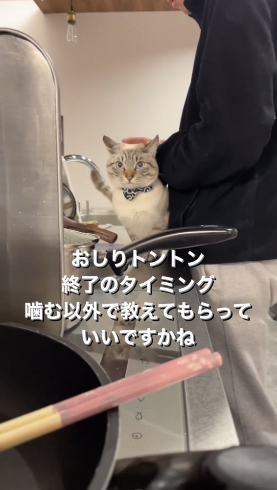 お尻を叩かれる猫