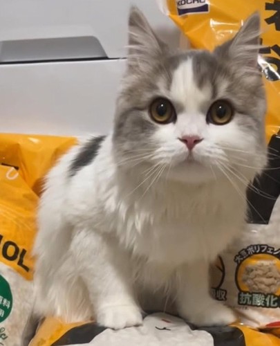 目を見開く猫