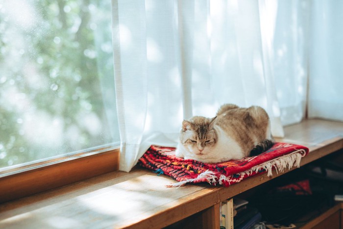 窓際でくつろぐ猫