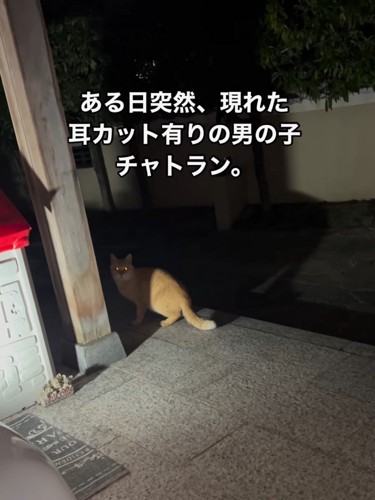 振り向く猫