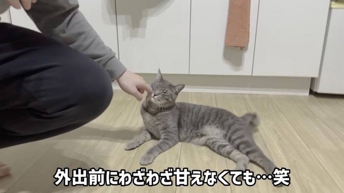 撫でられたい猫