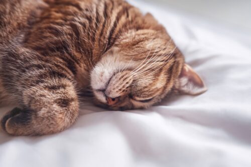 ぐっすりと眠る猫