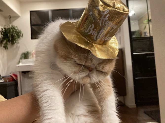 帽子を被り項垂れる猫