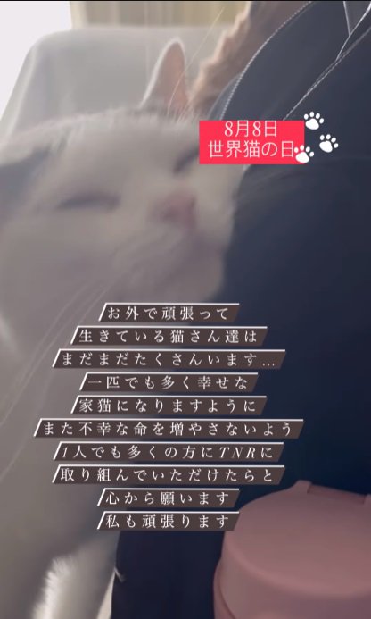 甘えん坊な猫