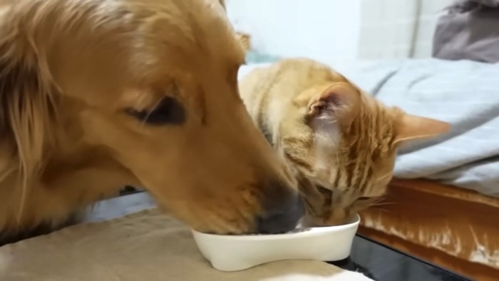 ステーキを半分ずつ食べる猫と犬