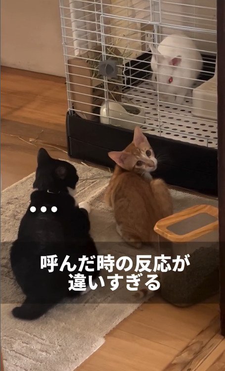 反応しない猫と振り向く猫