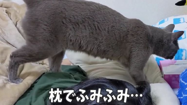 ふみふみしている猫