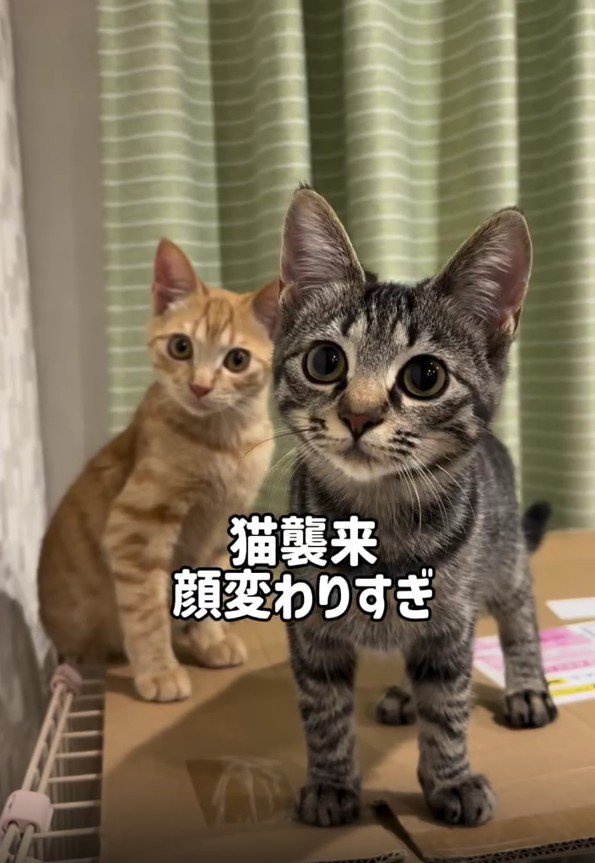 ケージの上の2匹の猫