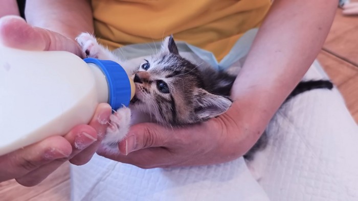 爪を出してミルクを飲む子猫