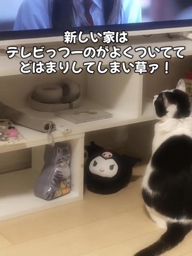 テレビを見る猫