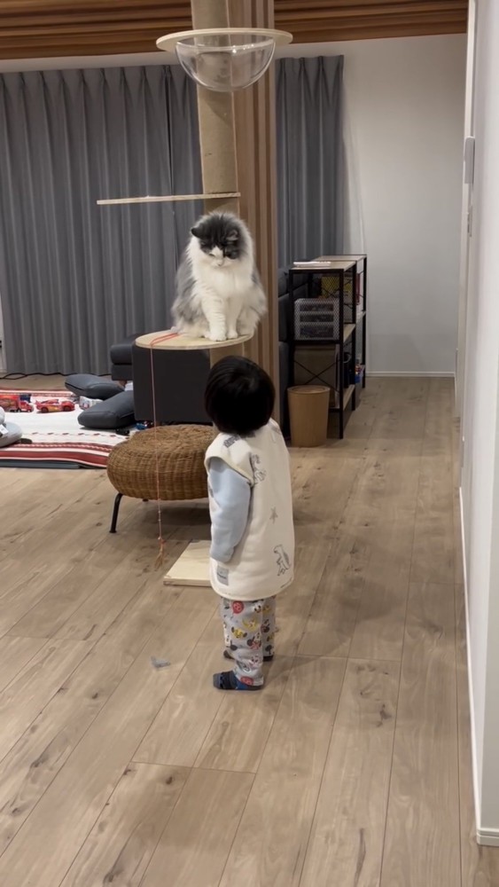 遊んでいる猫と子供