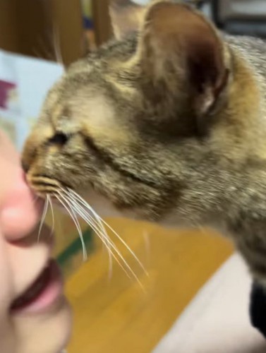 飼い主の顔に顔を近づける猫