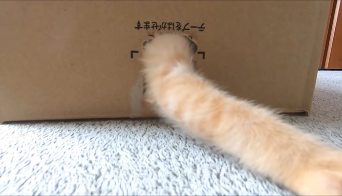 猫の腕