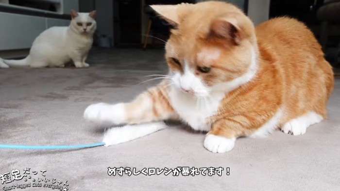 猫じゃらしで遊ぶ茶白猫