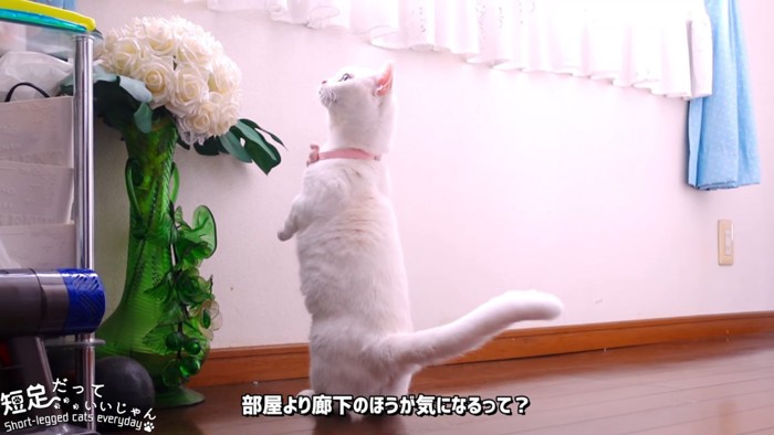 立つ猫