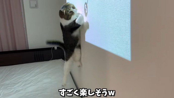 ジャンプする猫