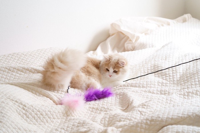 猫じゃらしで遊び相手をする