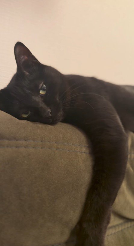 瞼が半分閉じる猫