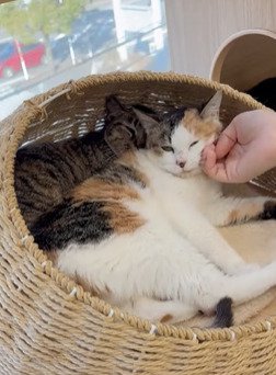 カゴの中でくつろぐ2匹の猫