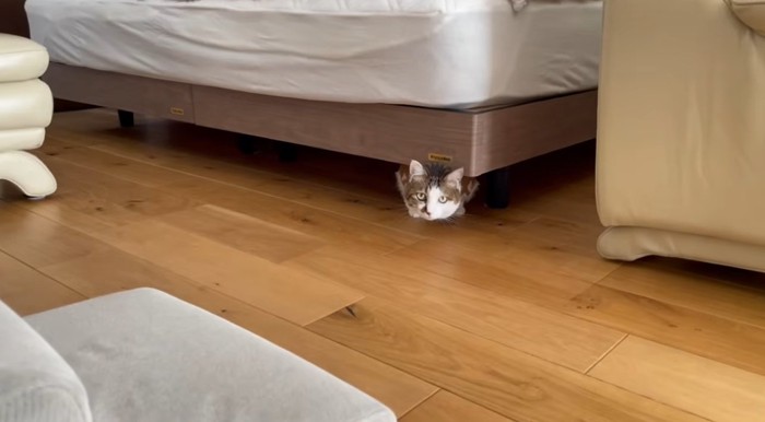 ベッドの下に隠れている猫
