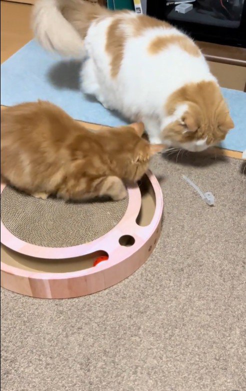 おもちゃで遊んでいる2匹の猫