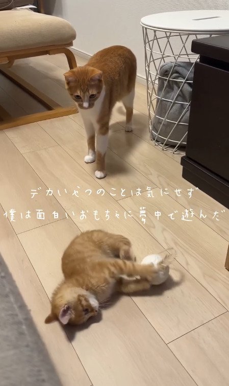 先住猫の前で遊ぶ新入り猫