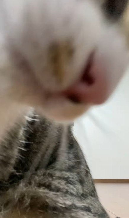 猫のアップ