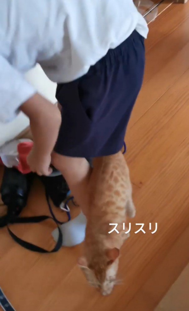 男の子にスリスリする猫