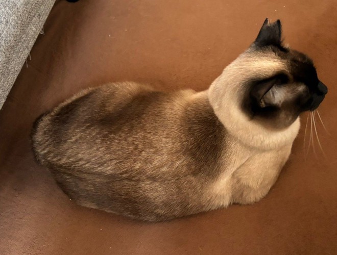 シャム猫の背中