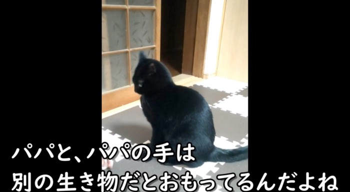 下を向く黒猫