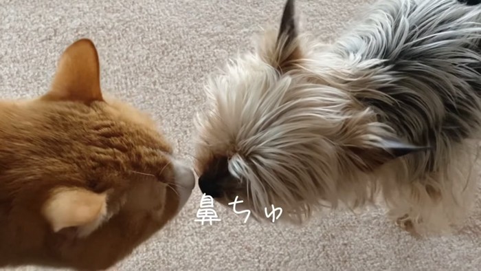 鼻と鼻をつける猫と犬