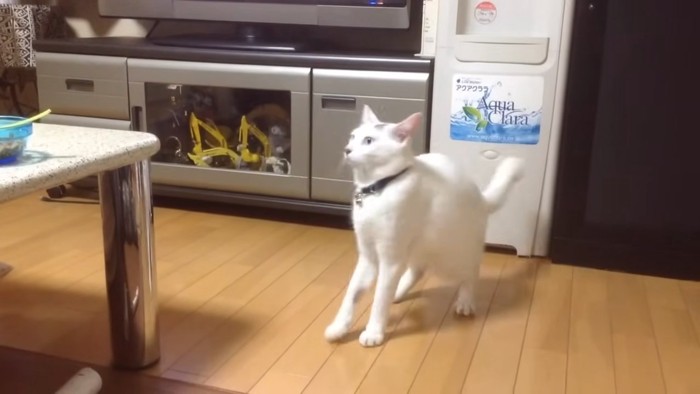 前足をあげようとする猫