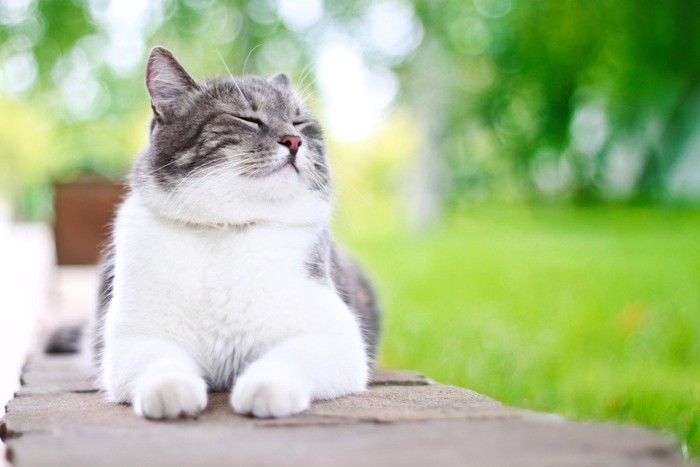 太り気味の猫