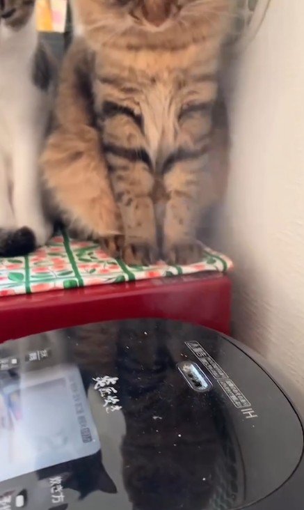 炊飯器と猫の足
