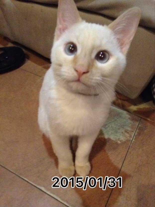 座ってカメラ目線の猫
