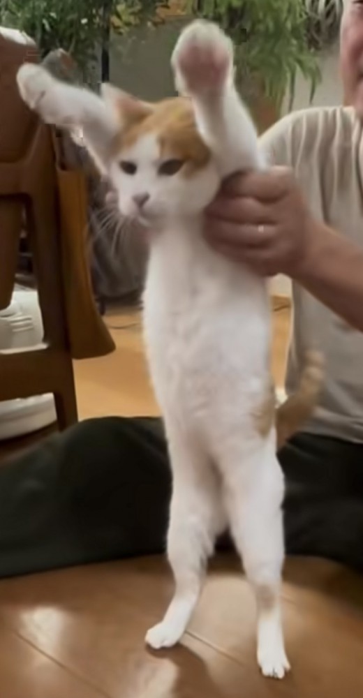 猫が伸びをする写真3