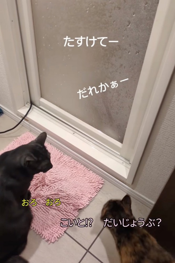 駆けつける猫たち